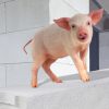 Schwein Pfeift Vorteile