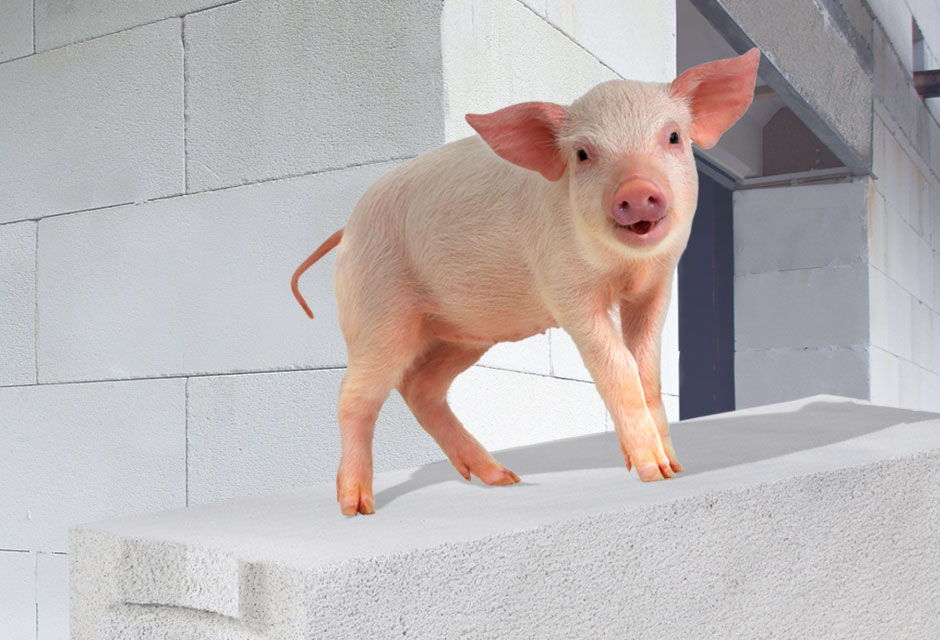 Schwein Pfeift Vorteile